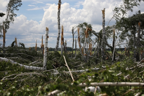 «Немедленно нужно приводить все в порядок». Поваленный ураганом лес в Зауралье пустят на дрова и стройматериалы 