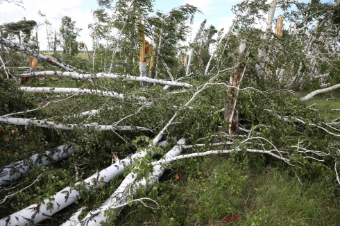 «Немедленно нужно приводить все в порядок». Поваленный ураганом лес в Зауралье пустят на дрова и стройматериалы 