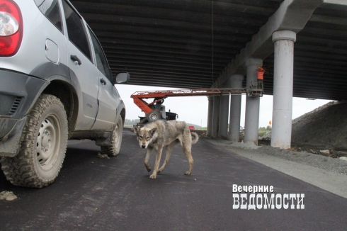 Южное полукольцо ЕКАД готовится стать платным