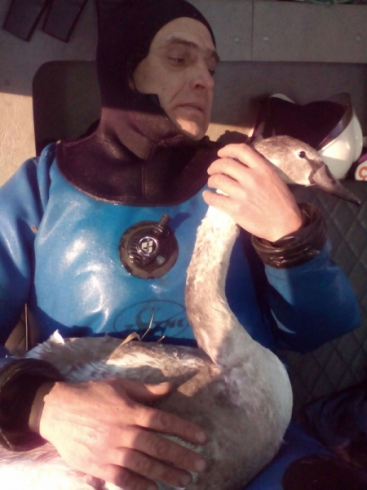 Курганские спасатели не дали погибнуть лебедю со сломанным крылом