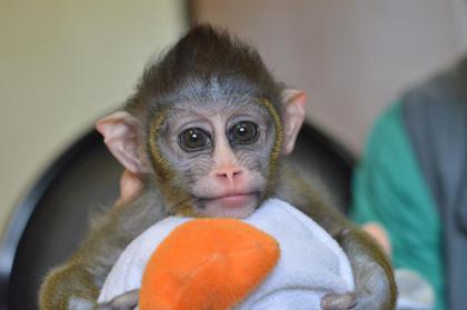 В Екатеринбургском зоопарке у пары мандрилов родилась малышка Жанетта В Екатеринбургском зоопарке у пары мандрилов родилась малышка Жанетта