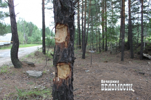 На Урале поймали «черных лесорубов»