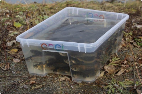 Завершен пятилетний проект по зарыблению Исетского водохранилища