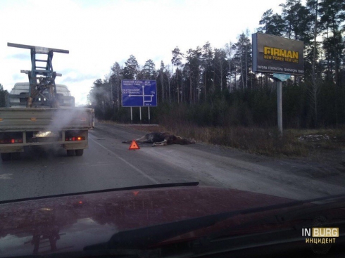 На ЕКАД автомобиль сбил лося