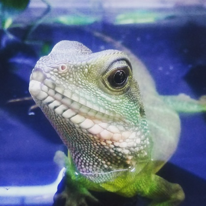 В преддверии 8 Марта екатеринбуржцы выбрали «Зоомисс-2018»