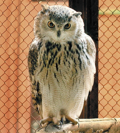 В преддверии 8 Марта екатеринбуржцы выбрали «Зоомисс-2018»