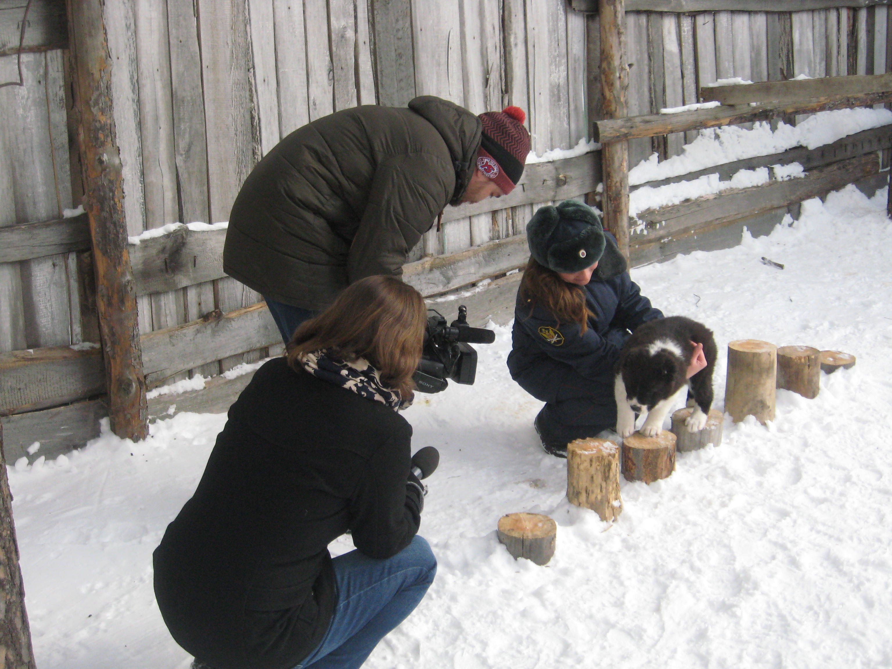 В уральской колонии начали дрессировку шести щенков среднеазиатской овчарки (ФОТО) В уральской колонии начали дрессировку шести щенков среднеазиатской овчарки (ФОТО)