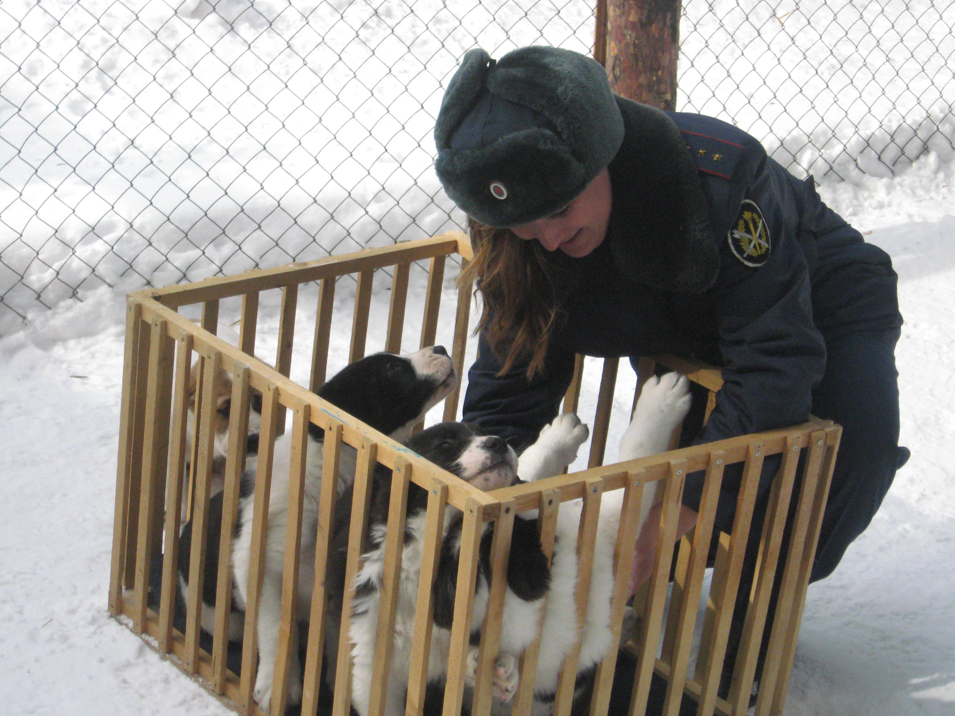 В уральской колонии начали дрессировку шести щенков среднеазиатской овчарки (ФОТО) В уральской колонии начали дрессировку шести щенков среднеазиатской овчарки (ФОТО)