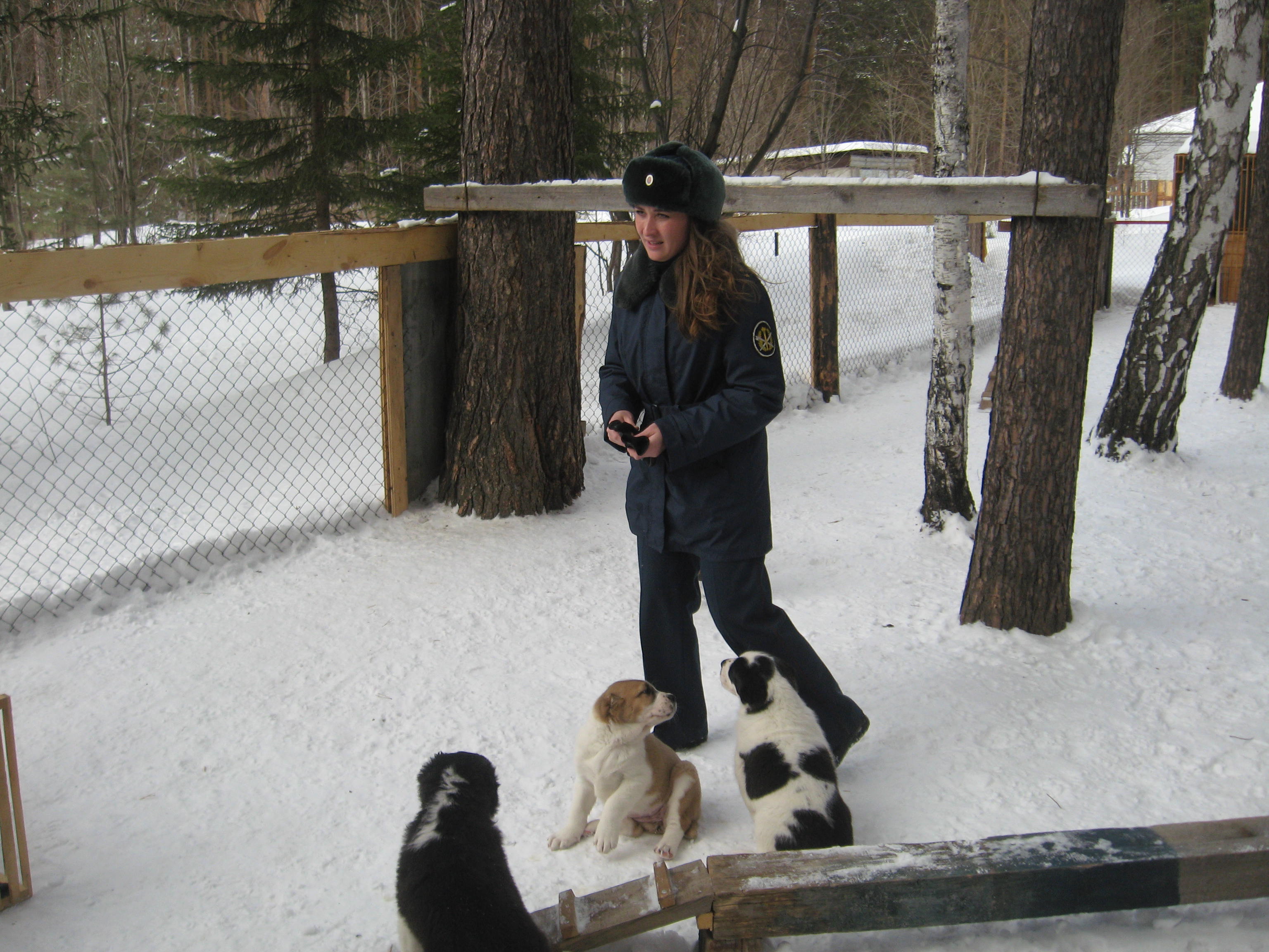 В уральской колонии начали дрессировку шести щенков среднеазиатской овчарки (ФОТО) В уральской колонии начали дрессировку шести щенков среднеазиатской овчарки (ФОТО)
