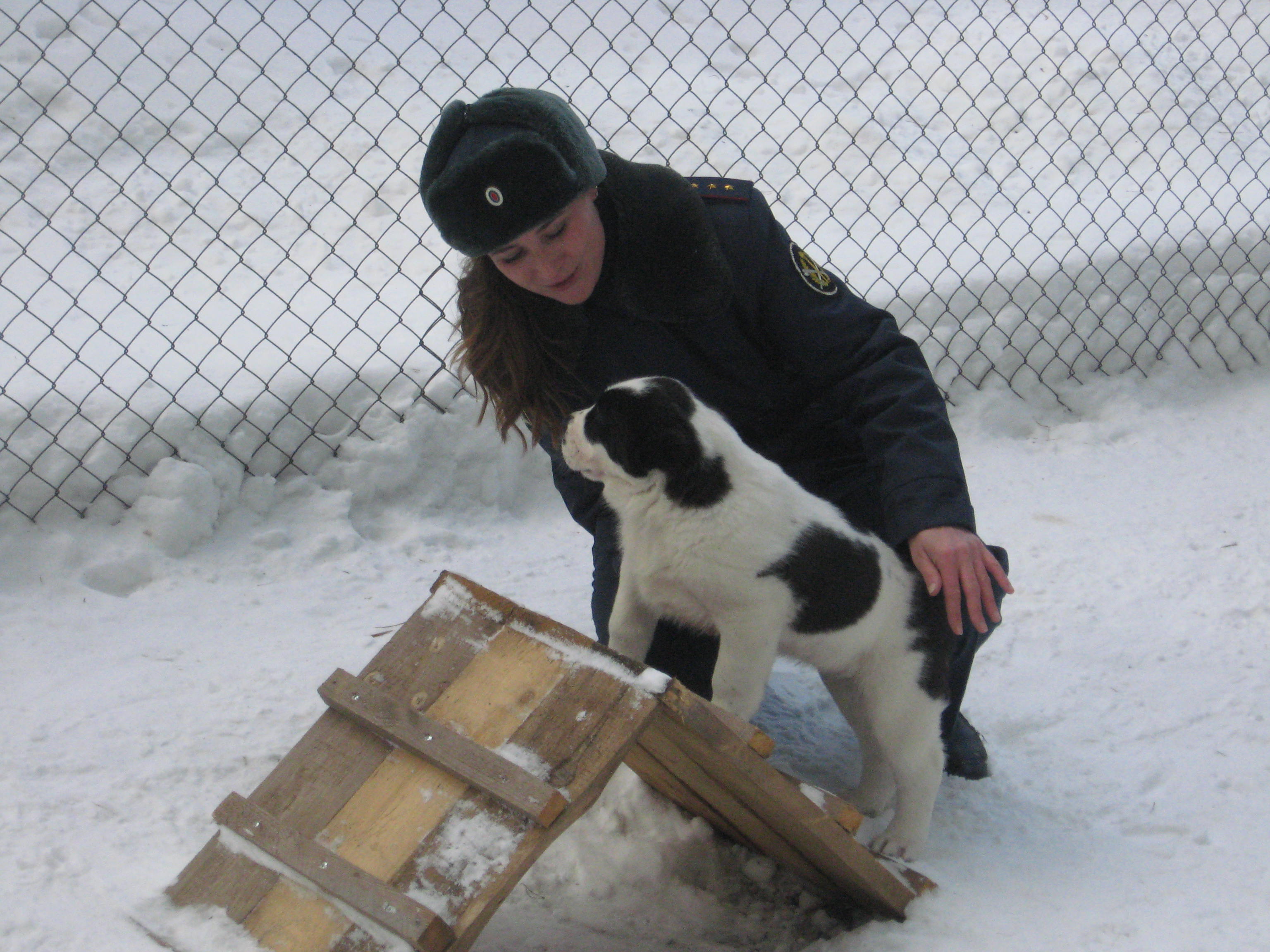 В уральской колонии начали дрессировку шести щенков среднеазиатской овчарки (ФОТО) В уральской колонии начали дрессировку шести щенков среднеазиатской овчарки (ФОТО)