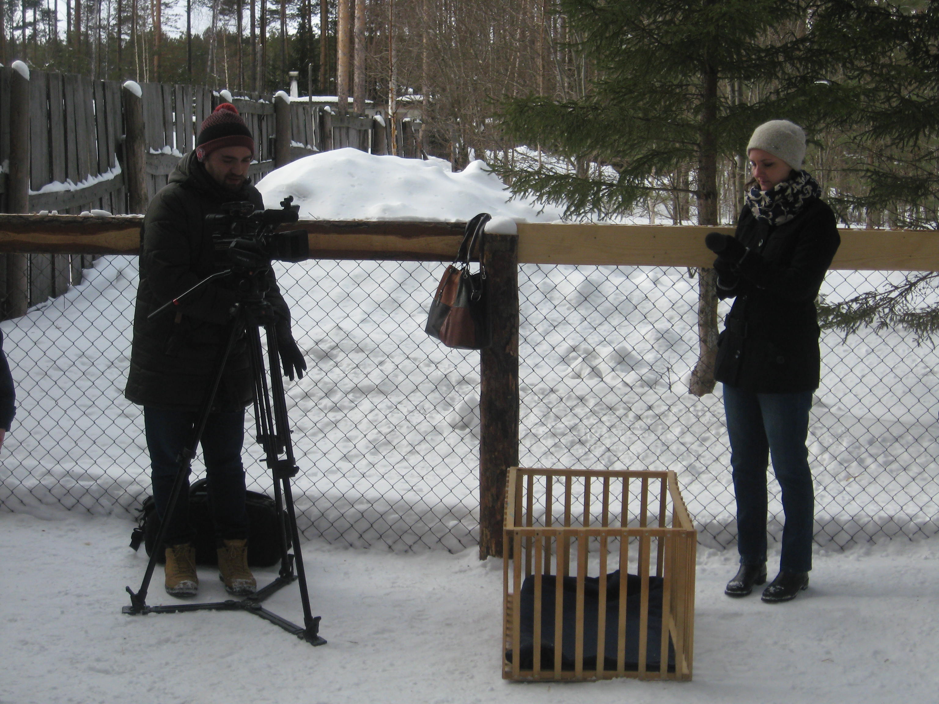В уральской колонии начали дрессировку шести щенков среднеазиатской овчарки (ФОТО) В уральской колонии начали дрессировку шести щенков среднеазиатской овчарки (ФОТО)