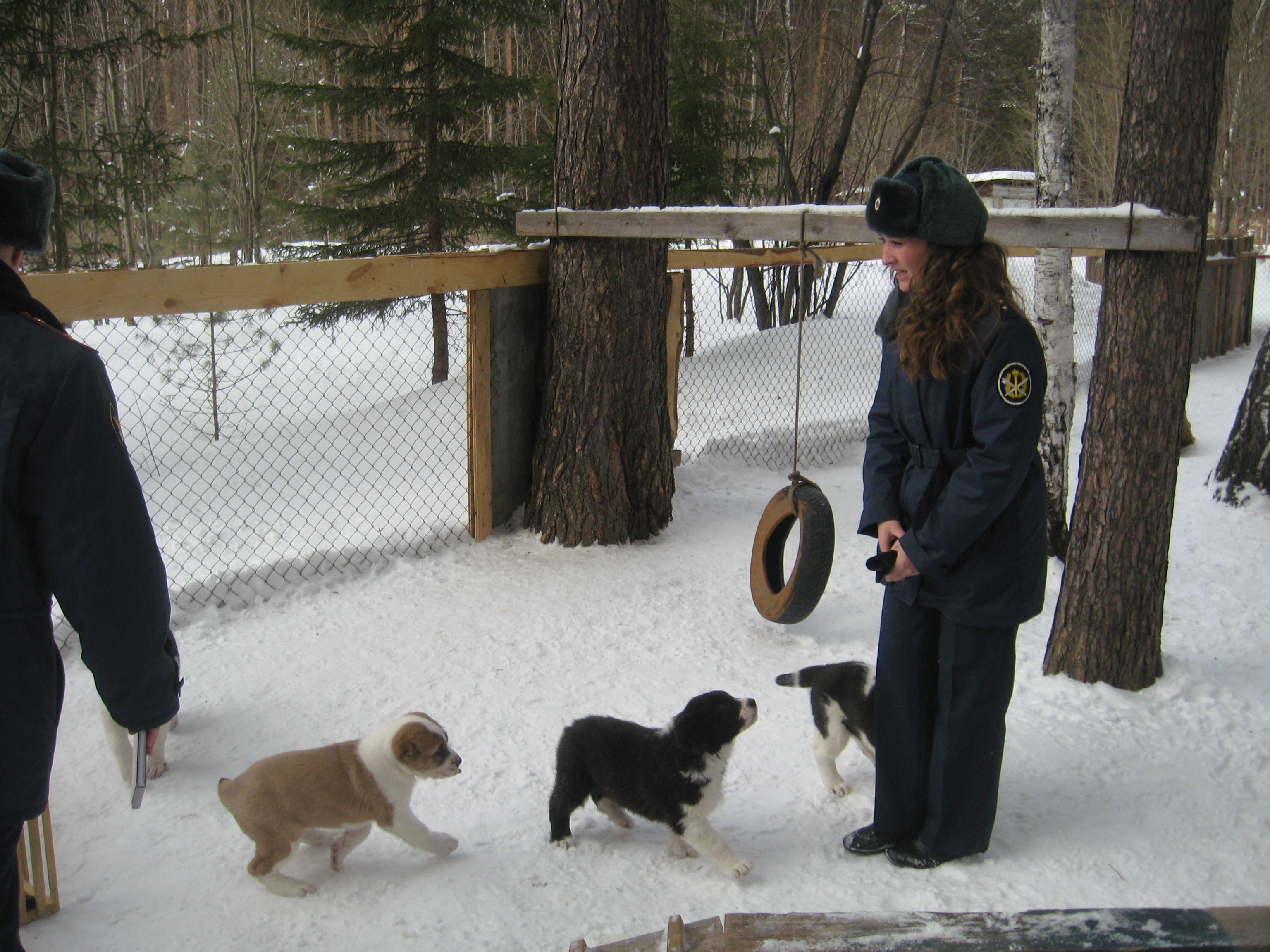 В уральской колонии начали дрессировку шести щенков среднеазиатской овчарки (ФОТО) В уральской колонии начали дрессировку шести щенков среднеазиатской овчарки (ФОТО)