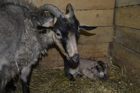 Екатеринбуржцы выберут имя для родившейся в зооуголке ЦПКиО камерунской козочки