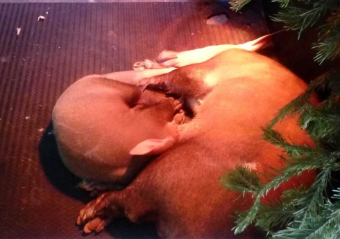 В Екатеринбургском зоопарке появился на свет земляной поросенок