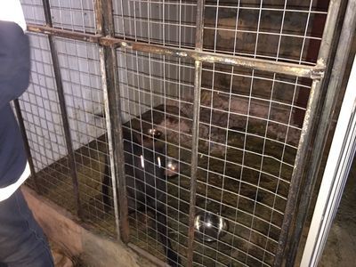 В Нижнем Тагиле прокуратура проверила службу отлова собак В Нижнем Тагиле прокуратура проверила службу отлова собак