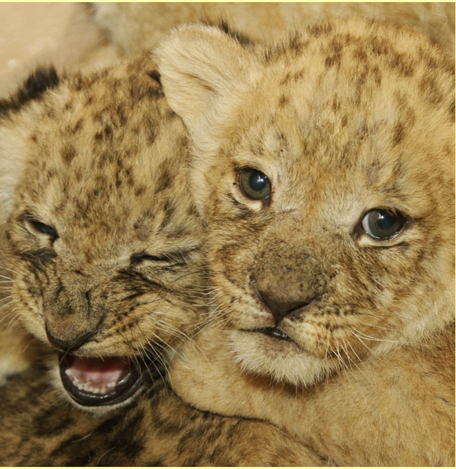 В Екатеринбургском зоопарке серьёзное пополнение