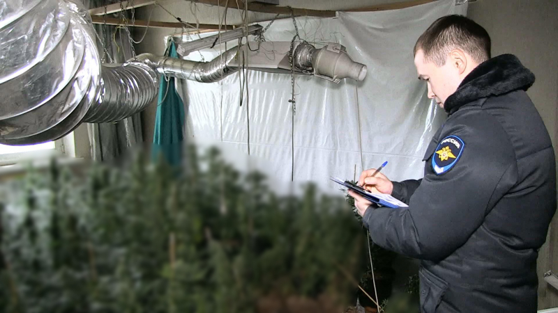 На улице Исетской нашли квартиру, где выращивали коноплю