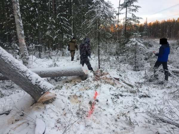 В Серове суд рассмотрит дело о незаконной рубке 24 деревьев