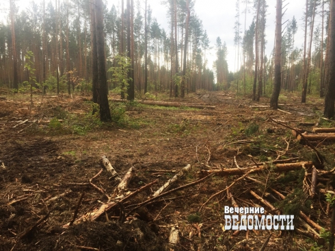 «Не будет леса – не будет зверья, не будет ничего». В Белоярке продолжают рубить лес вопреки иску прокуратуры