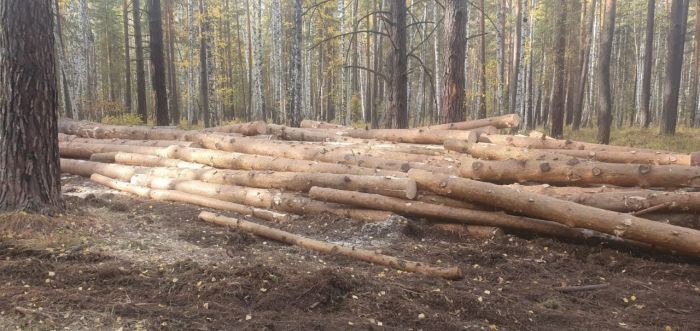 В Каменске-Уральском возбудили уголовное дело из-за незаконной рубки леса