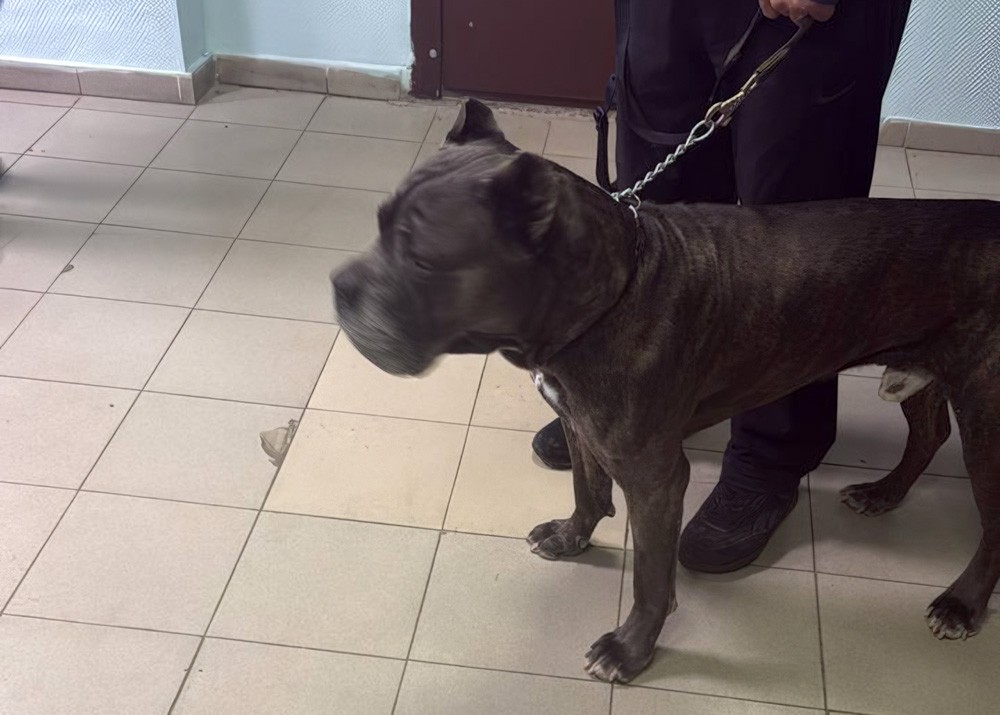 Фото: фонд «ЗооЗащита» / vk.com/zoozahita