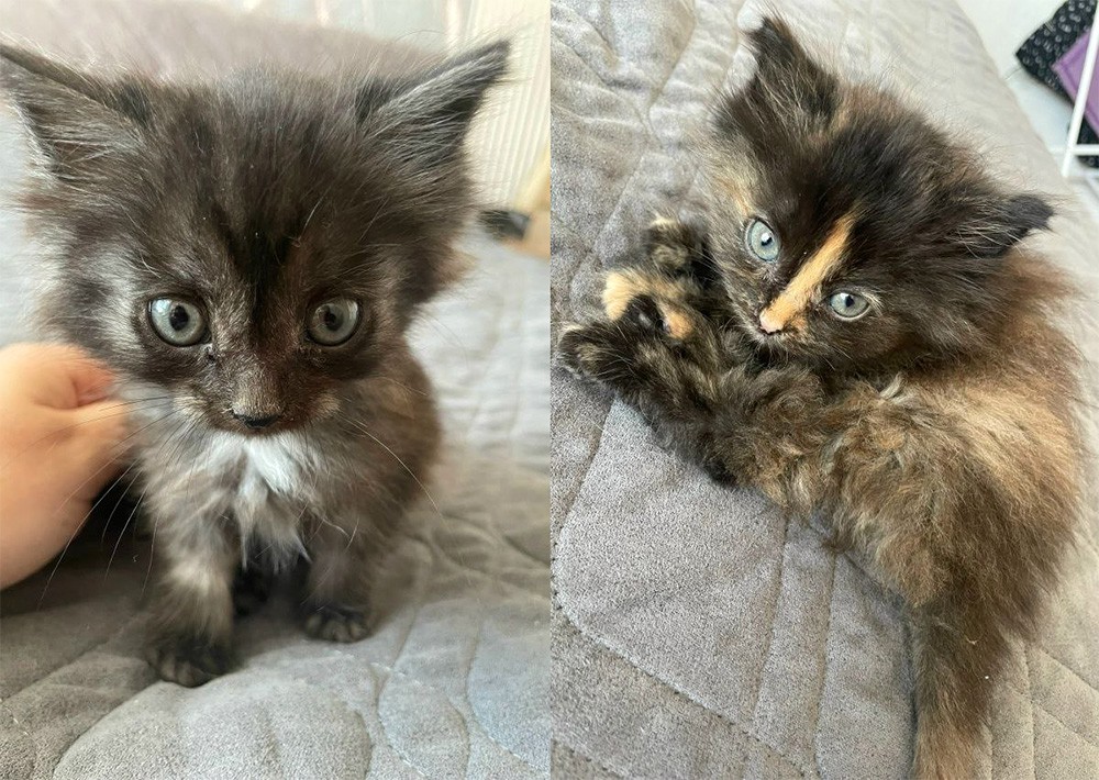 В Екатеринбурге ищут приюта кошки с непростой судьбой